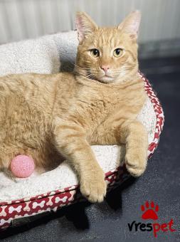 Ράτσα: Άγνωστο - Ημίαιμο | Ηλικία: 6 μηνών | Φύλο: Αρσενικό | Αρ. Microchip: 1234789456 | Περιοχή: Αττική